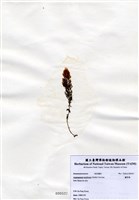 藏品(蘆筍藻)的圖片